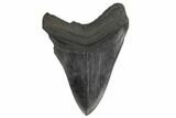 Bargain, 5.43" Fossil Megalodon Tooth - South Carolina - #197044-2